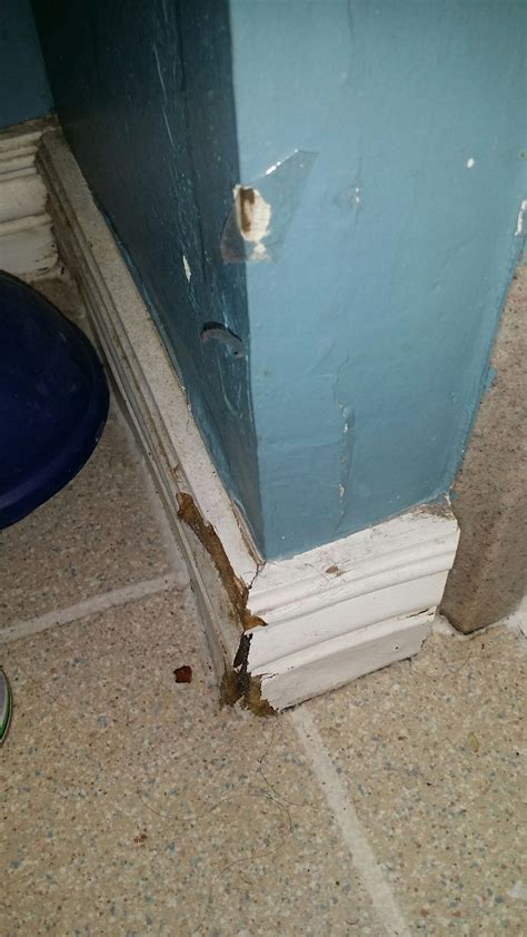 water damage baseboard|How to Fix Water Damaged Baseboards In Your。